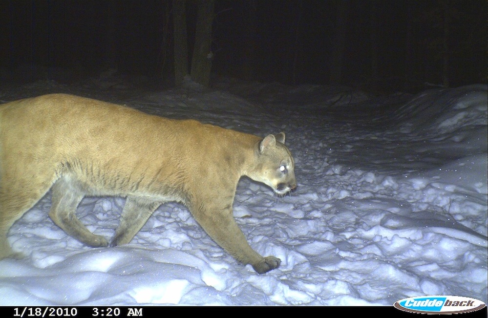 betty lalonde add freaky cougars photo