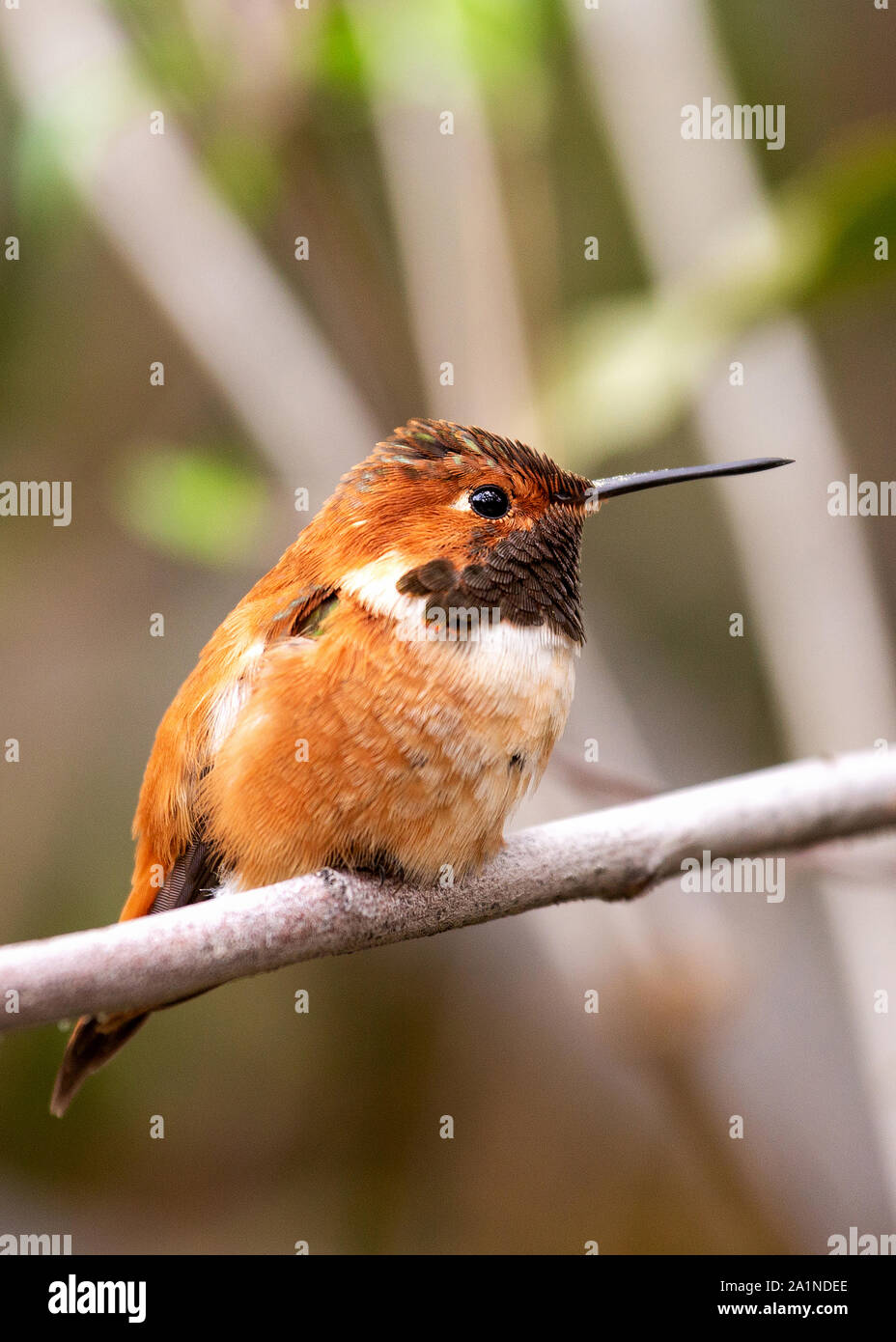 andrew cusick add hummingbird porn game photo