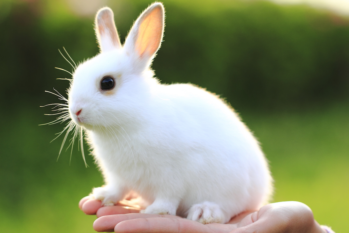 chelsea steinke add real sweet bunny image