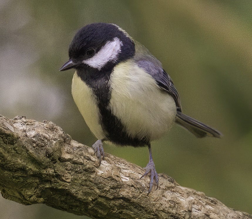 claire bick add great tits natural image