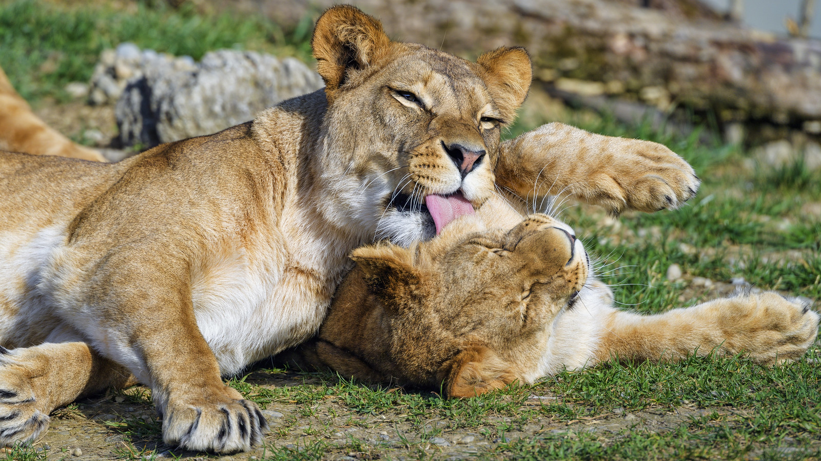 abdallah wael add mom and daughter licking photo