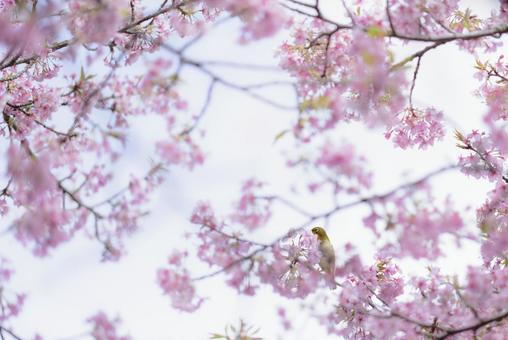 ali zeineldine add sakura sucking photo