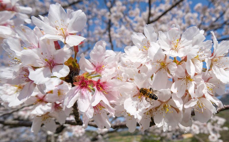 cobus vermeulen add sakura sucking photo